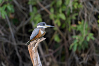 Ringed Kingfisher