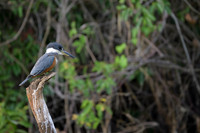 Ringed Kingfisher