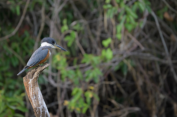 Ringed Kingfisher