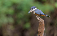 Ringed Kingfisher