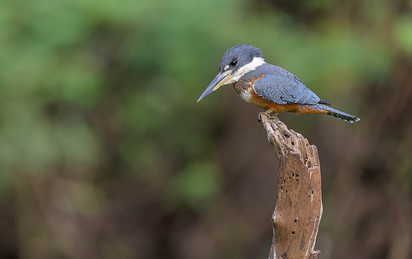 Ringed Kingfisher