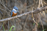 Ringed Kingfisher