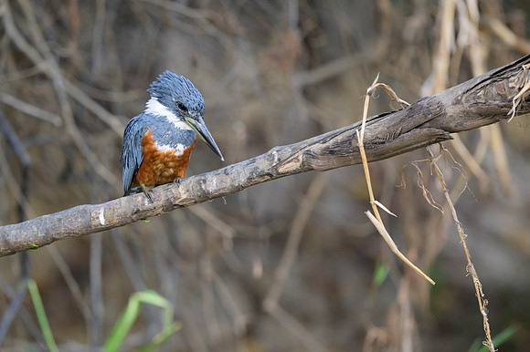 Ringed Kingfisher