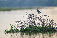 Ringed Kingfisher