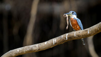 Ringed Kingfisher