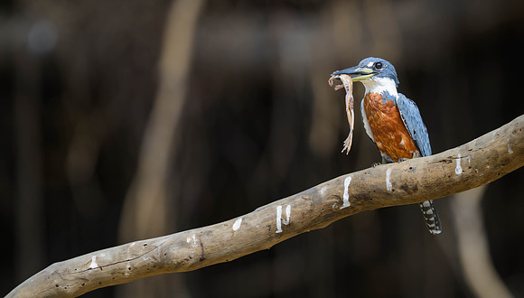 Ringed Kingfisher