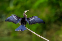 Anhinga