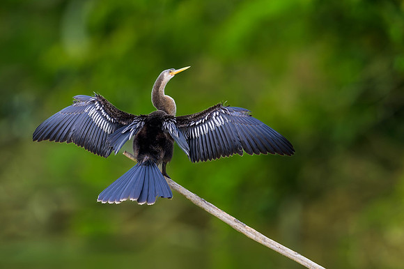 Anhinga