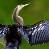 Anhinga