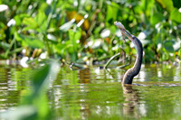 Anhinga