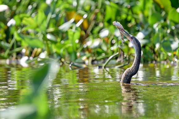 Anhinga