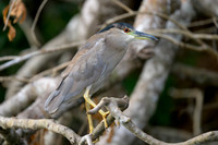 Black-crowned Night Heron