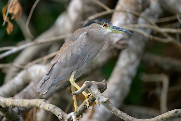 Black-crowned Night Heron
