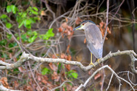Black-crowned Night Heron