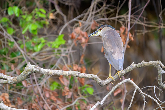 Black-crowned Night Heron