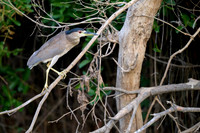 Black-crowned Night Heron