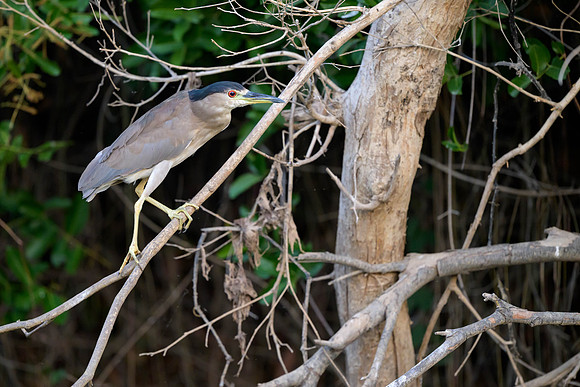 Black-crowned Night Heron