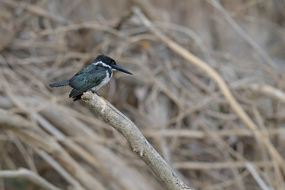 Amazon Kingfisher
