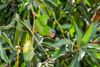 Blue-crowned Parakeet