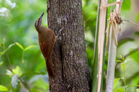 Planalto Woodcreeper