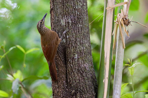 Planalto Woodcreeper