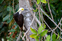 White Woodpecker