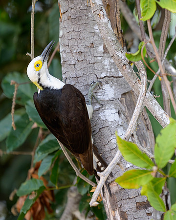 White Woodpecker