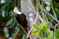 White Woodpecker