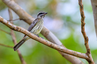 Variegated Flycatcher