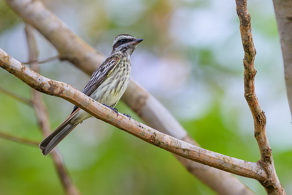 Variegated Flycatcher