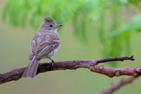 Yellow-bellied Elaenia
