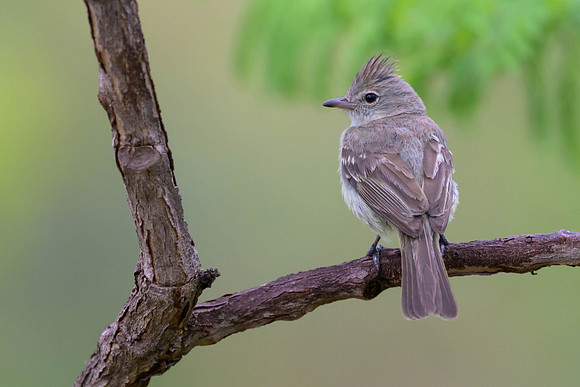 Yellow-bellied Elaenia