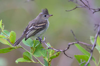 Yellow-bellied Elaenia