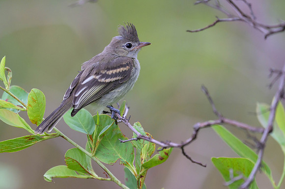 Yellow-bellied Elaenia