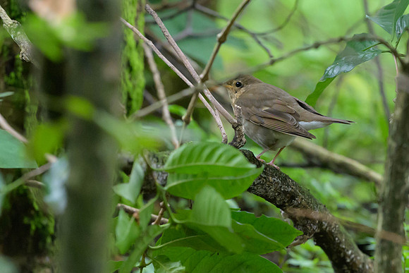 Gray-cheeked Thrush