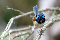 Variegated Fairywren