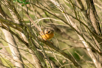 Southern Emu-wren