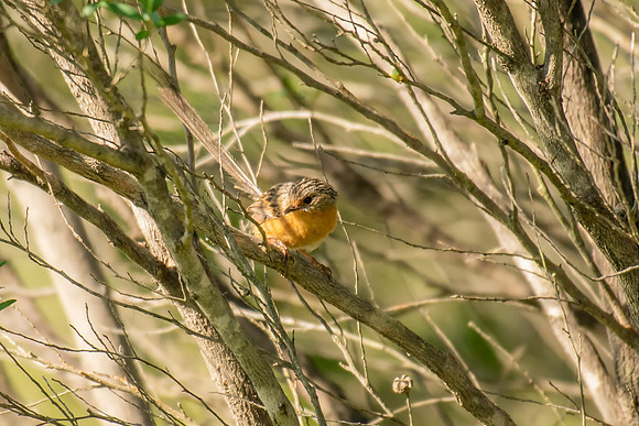 Southern Emu-wren