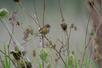 Southern Emuwren