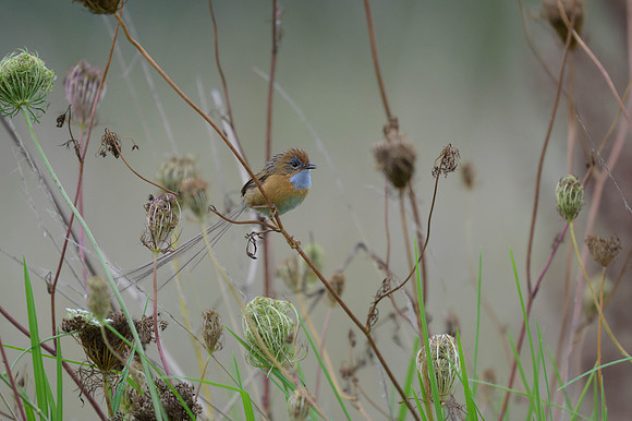 Southern Emuwren