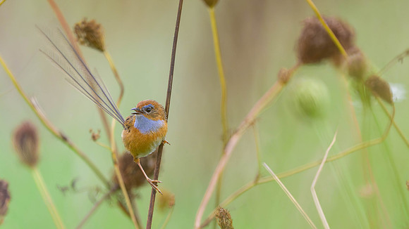 Southern Emuwren