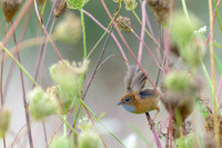 Southern Emu-wren