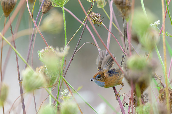 Southern Emu-wren