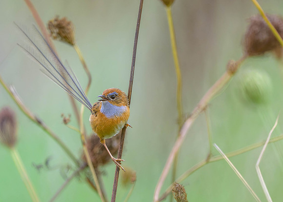 Southern Emuwren
