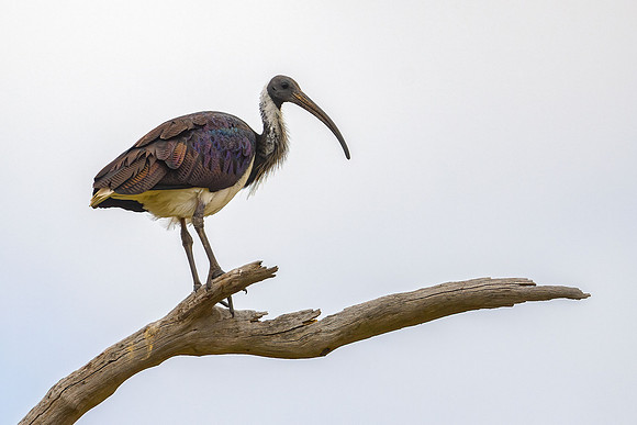 Straw-necked Ibis
