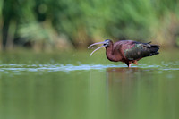Glossy Ibis