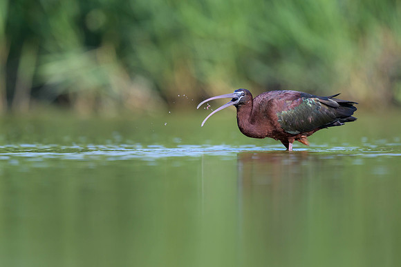 Glossy Ibis