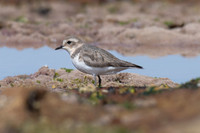 Double-banded Plover