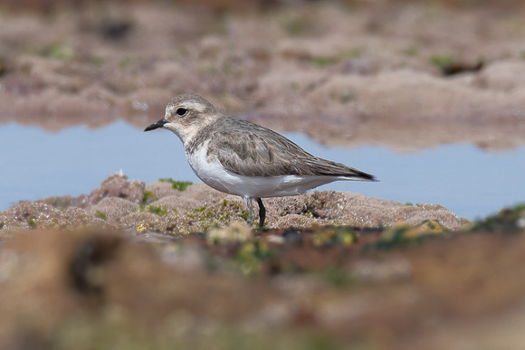 Double-banded Plover