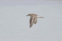 Greater Sand Plover
